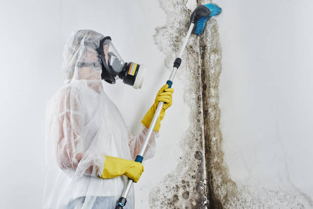 Best Residential Mold Removal  in Simi Valley, CA