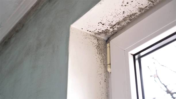 Best Certified Mold Removal  in Simi Valley, CA