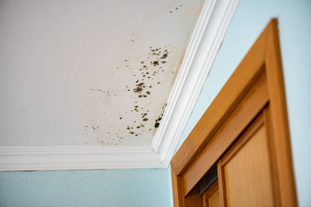 Best Same-Day Mold Removal  in Simi Valley, CA