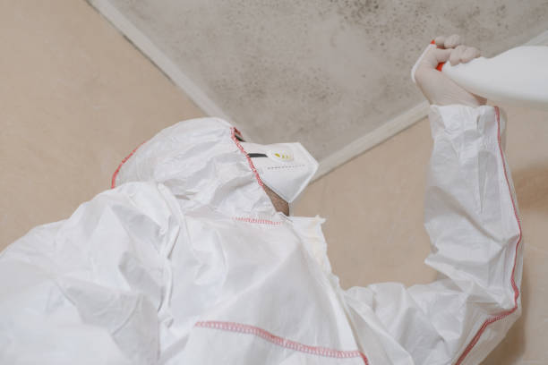 Best Mold Removal Company Near Me  in Simi Valley, CA