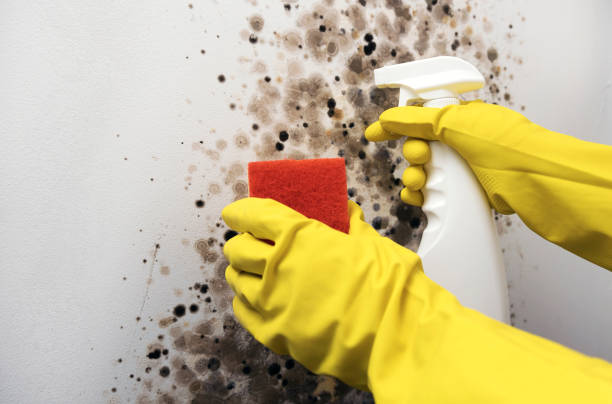 Best Emergency Mold Removal  in Simi Valley, CA