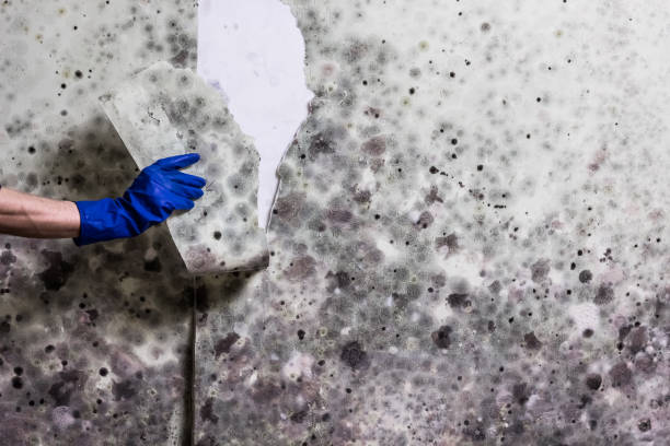 Best Mold Testing and Removal  in Simi Valley, CA