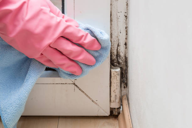 Best Attic Mold Removal  in Simi Valley, CA