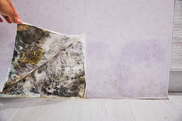 Best Local Mold Removal Service  in Simi Valley, CA